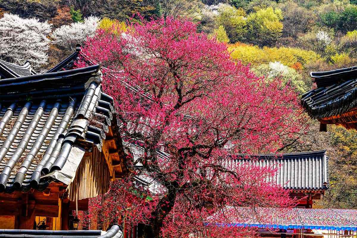 Hwaeomsa-Hongmaehwa-1.jpg
