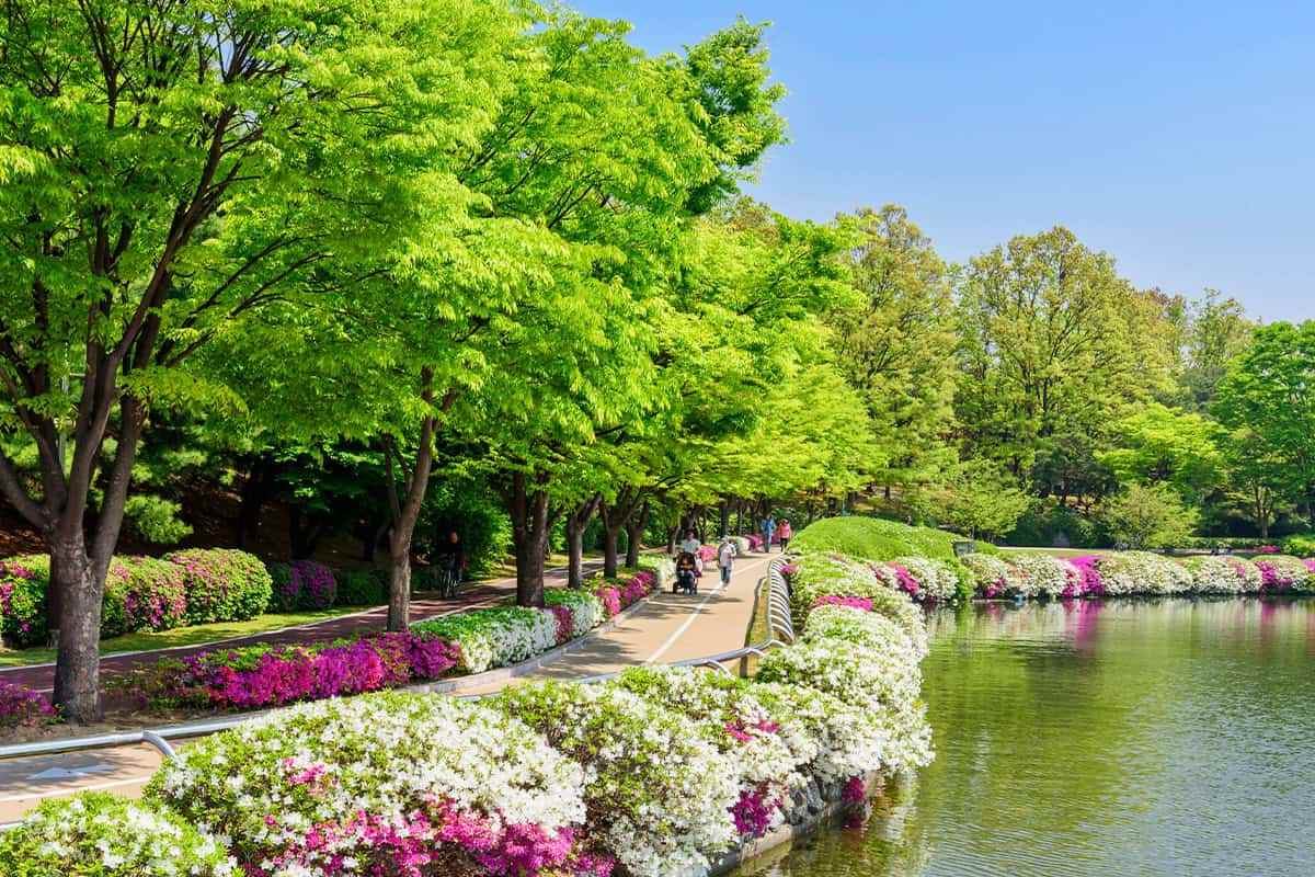 Goyang-spring-travel-destination3.jpg