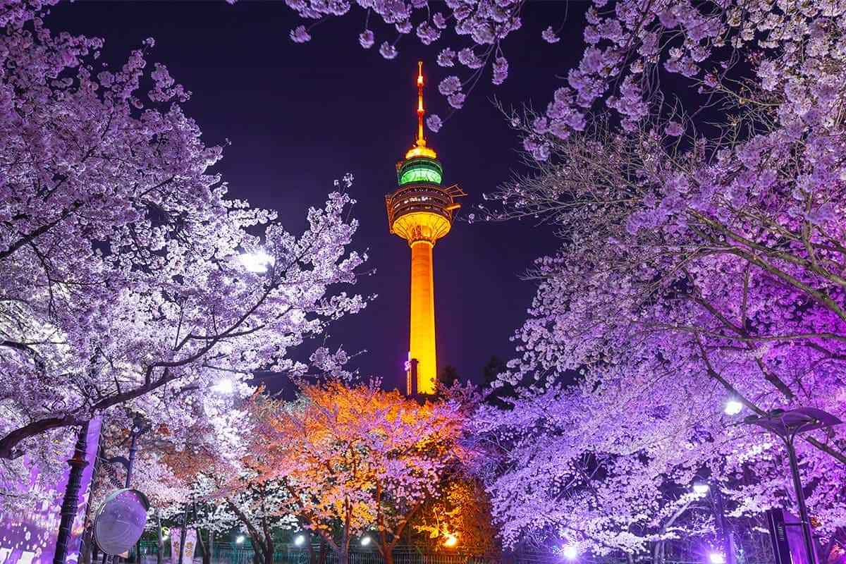 Daegu-spring-attractions2.jpg