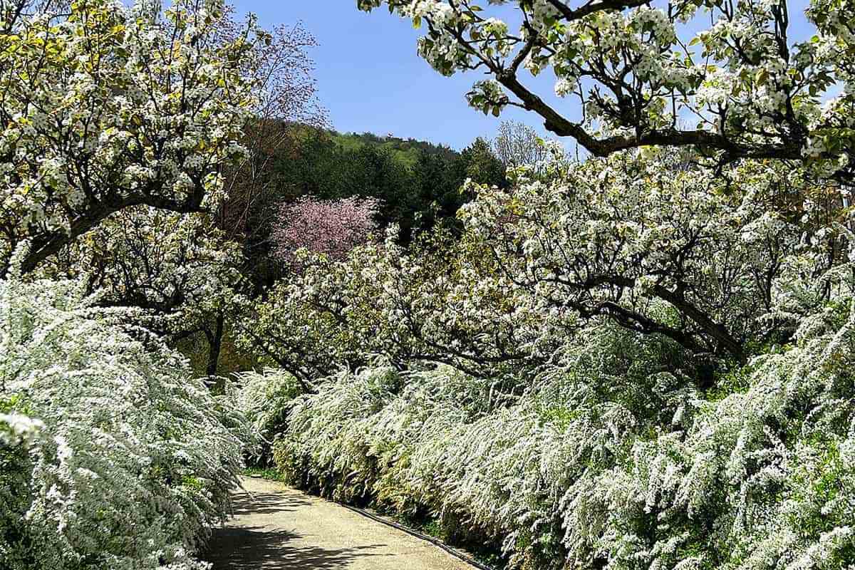 Boryeong-Mugunghwa-Arboretum3.jpg