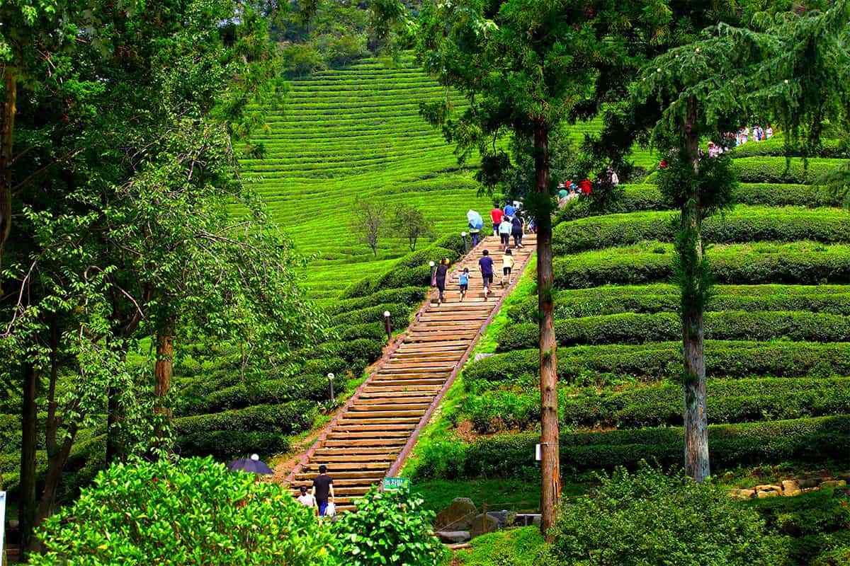 Daehan-Tea-Garden-2.jpg
