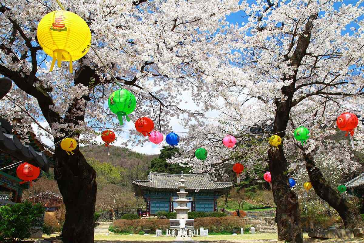 geongju-spring-attractions5.jpg