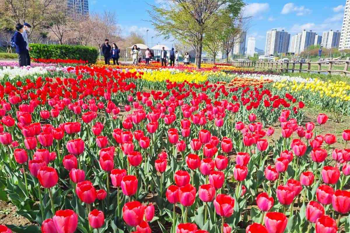 Jungnangcheon-Tulip-Garden1.jpg