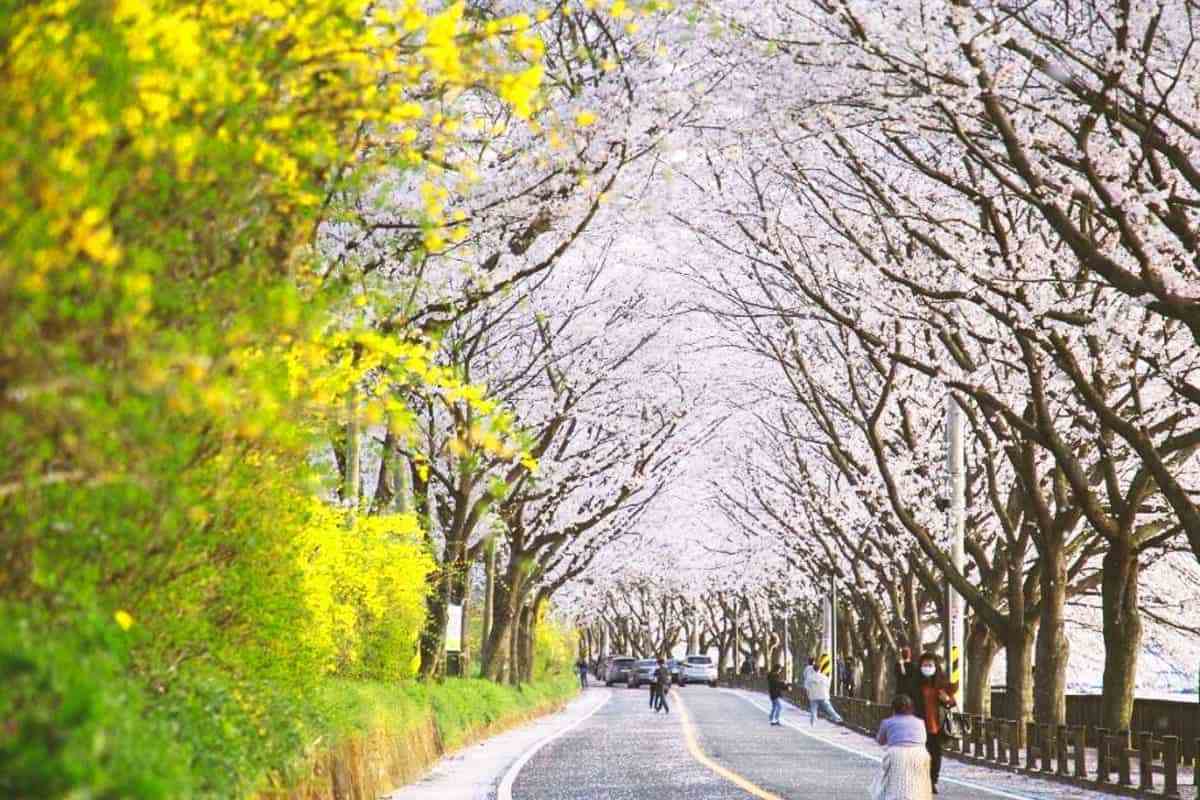 Gurye-Cherry-Blossom-Road1.jpg