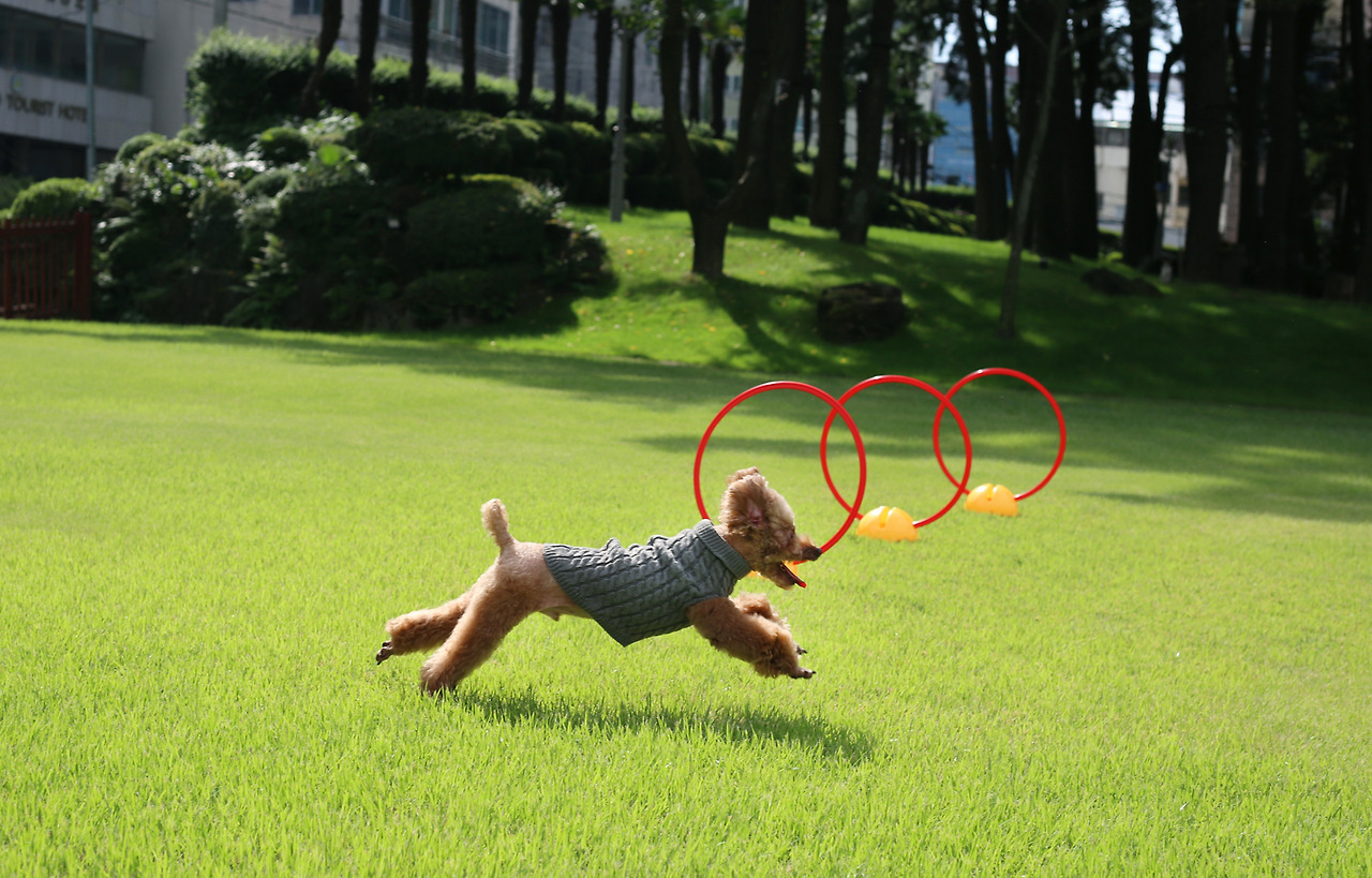 펫그라운드3 1440 922.jpg