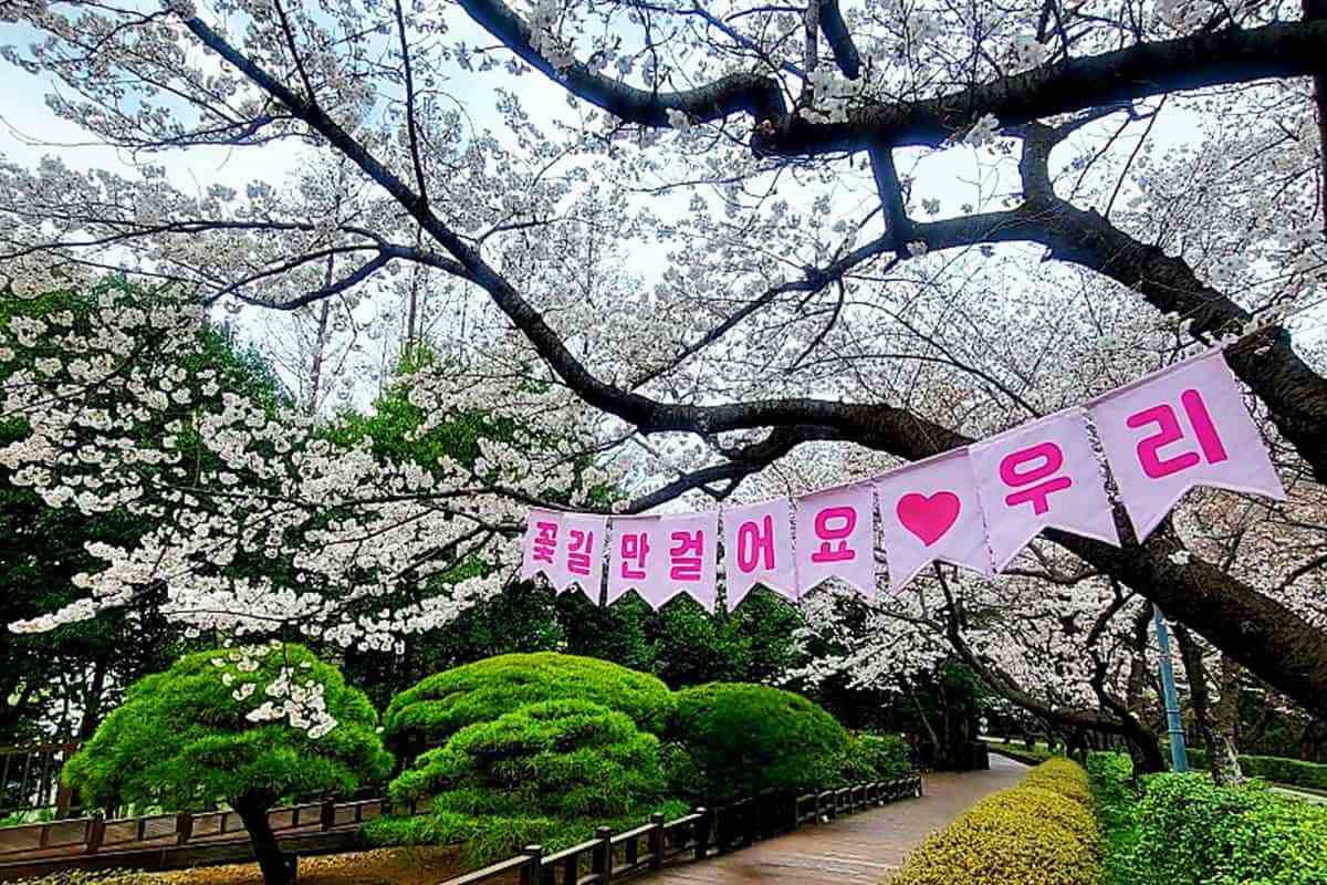 Gwangyang-Cherry-Blossom-Festival1.jpg