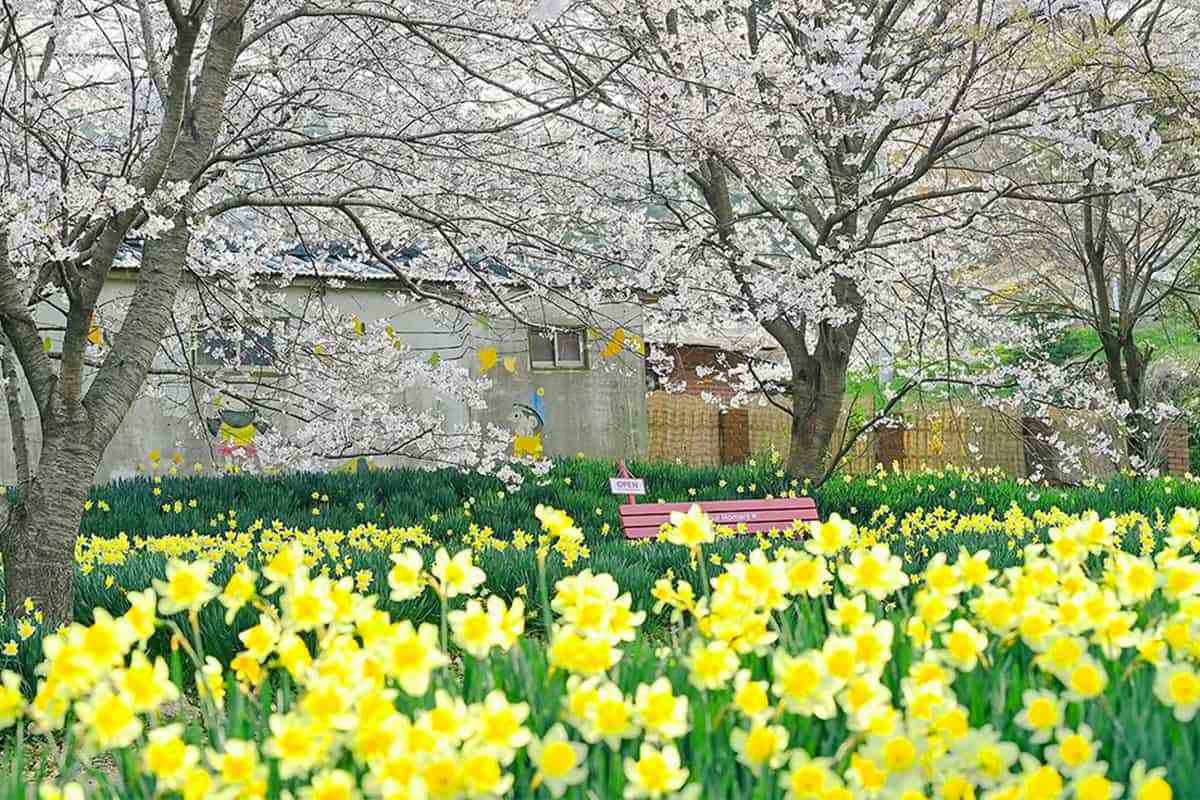 Hongseong-Daffodil-Festival2.jpg