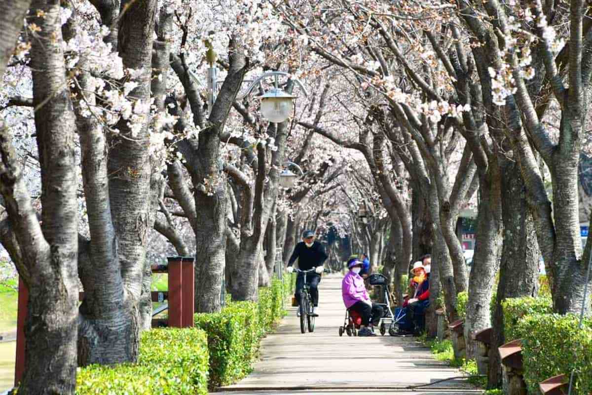 Gwangyang-Cherry-Blossom-Festival6.jpg