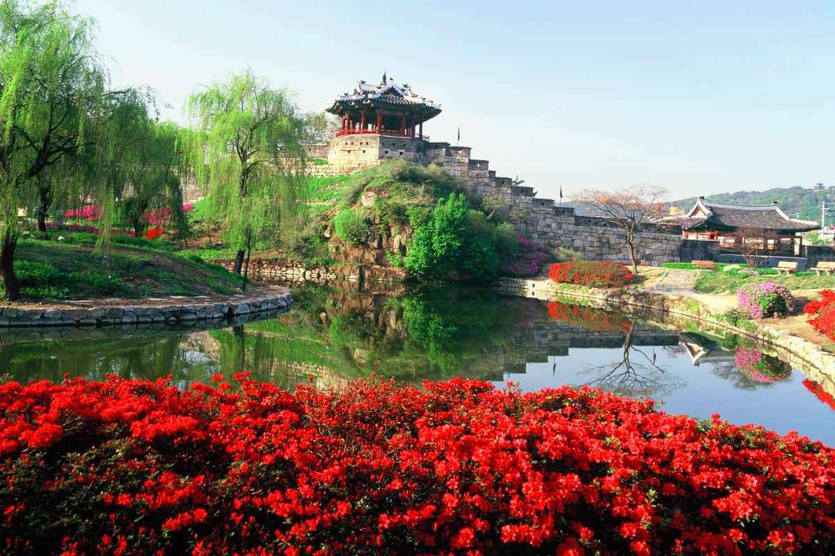 Suwon-spring-attractions1.jpg