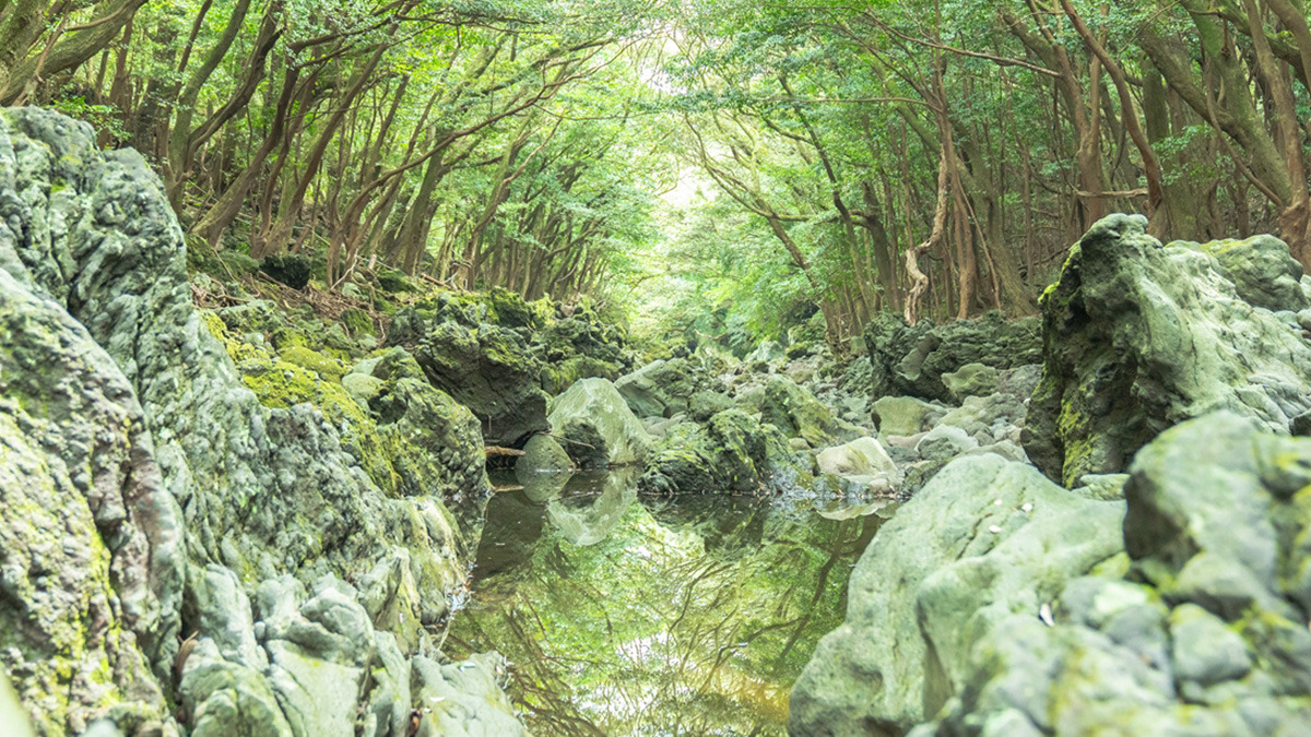 jeju meochewas-supgil5.jpg