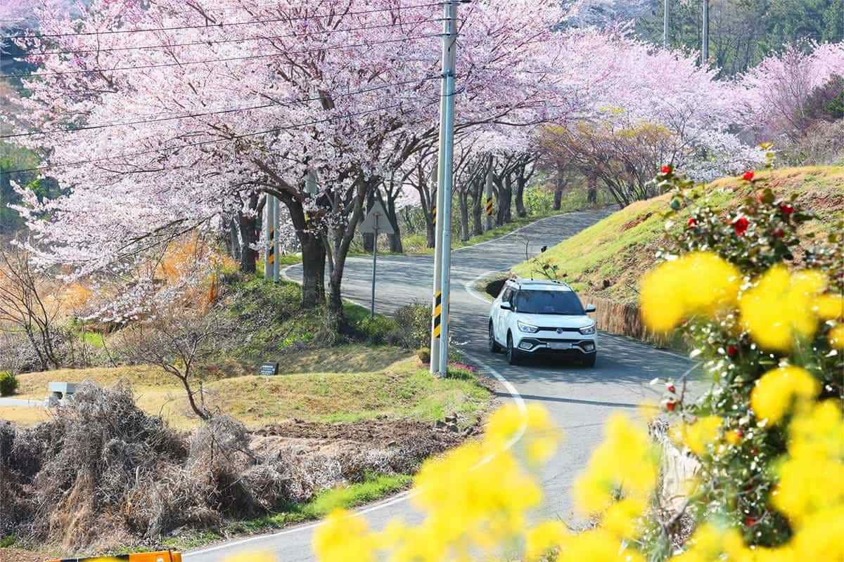 Gyeongnam-spring-travel-destination4.jpg