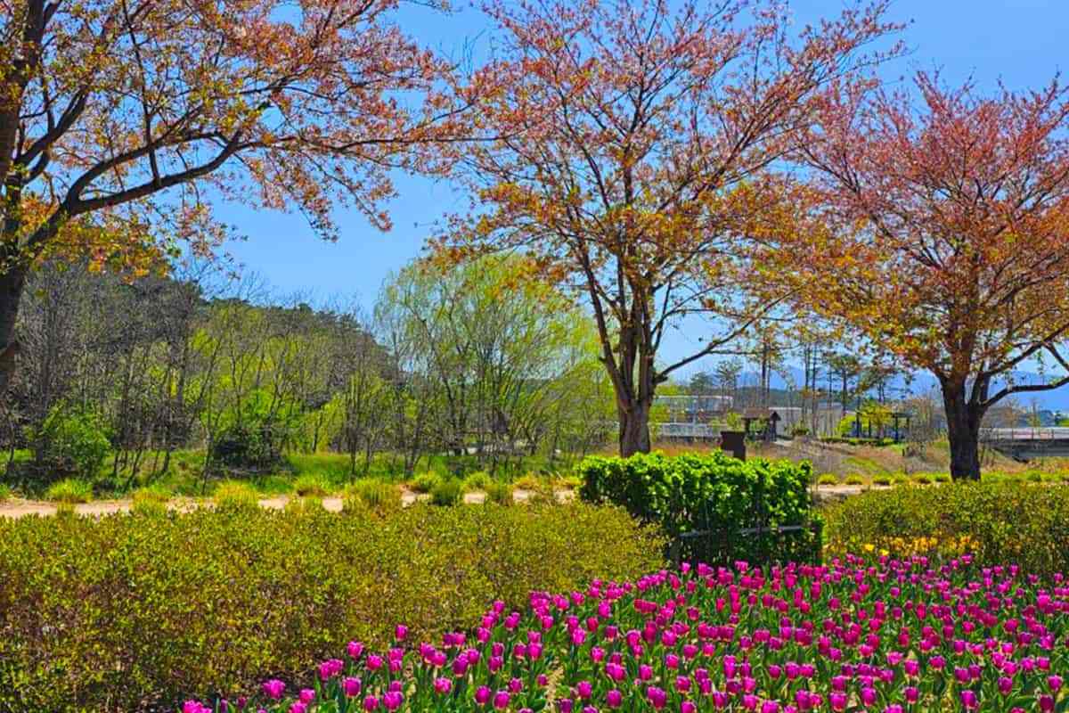 Gyeongpo-Flower-Garden-6.jpg