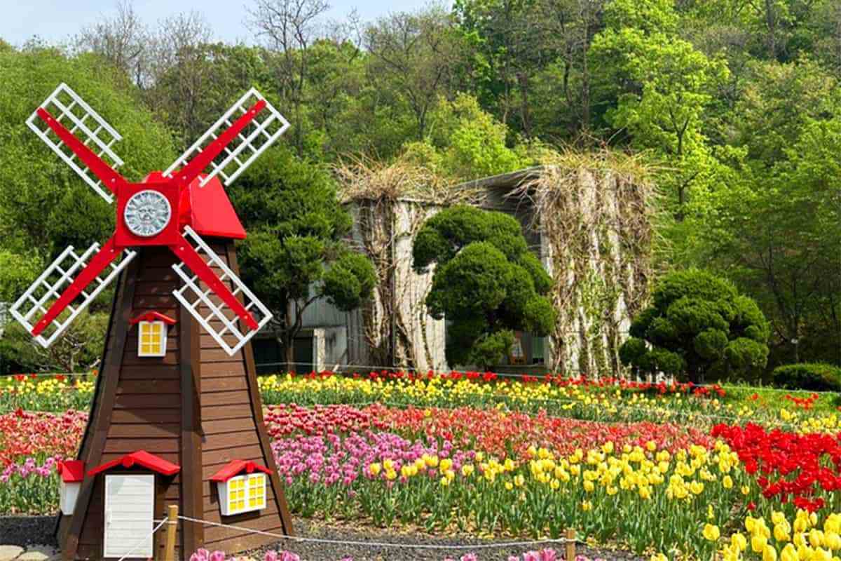 Bucheon-spring-flower-attractions1.jpg