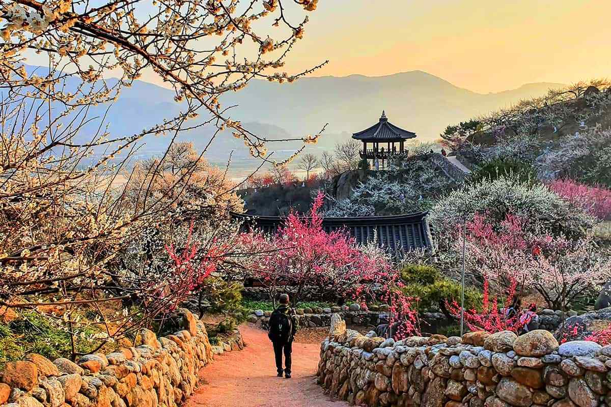 Gwangyang-Plum-Festival2.jpg