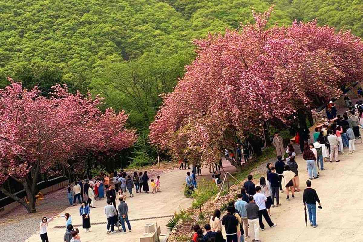 Cheongryongsa-double-cherry-blossoms-6.jpg