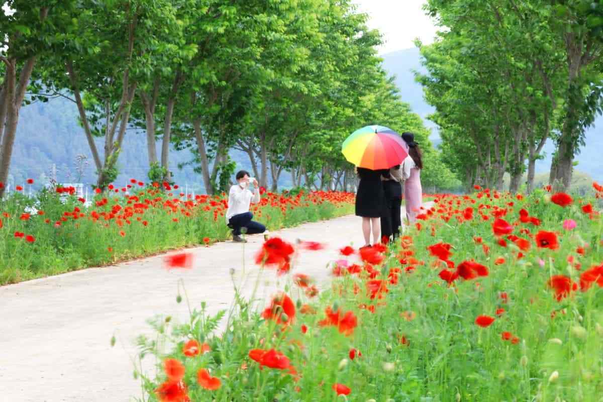 Uiryeong-3km-poppy-flower5.jpg
