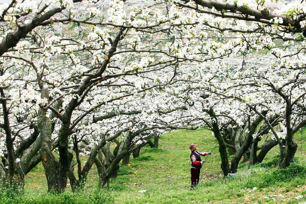 Cheonan-Wangjibong-Pear-Blossom-Road6.jpg