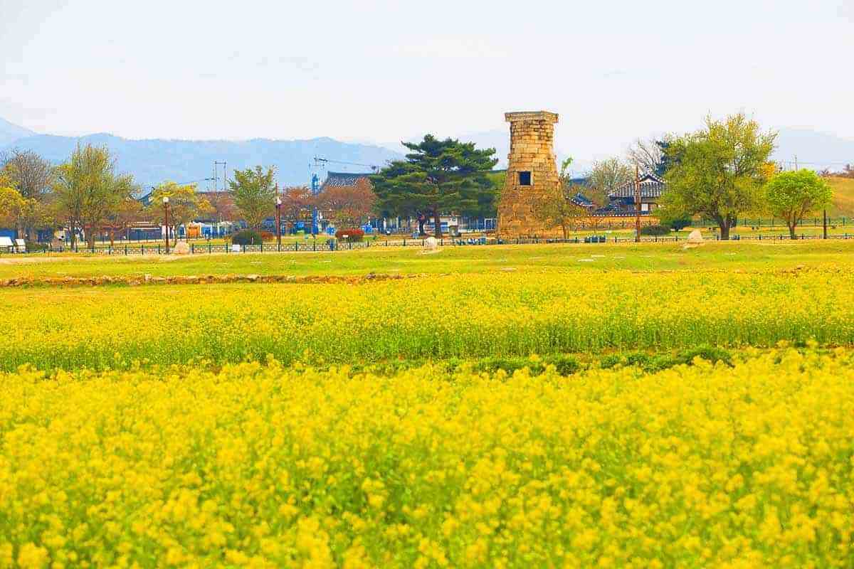 Gyeongju-Romantic-Spring-1.jpg