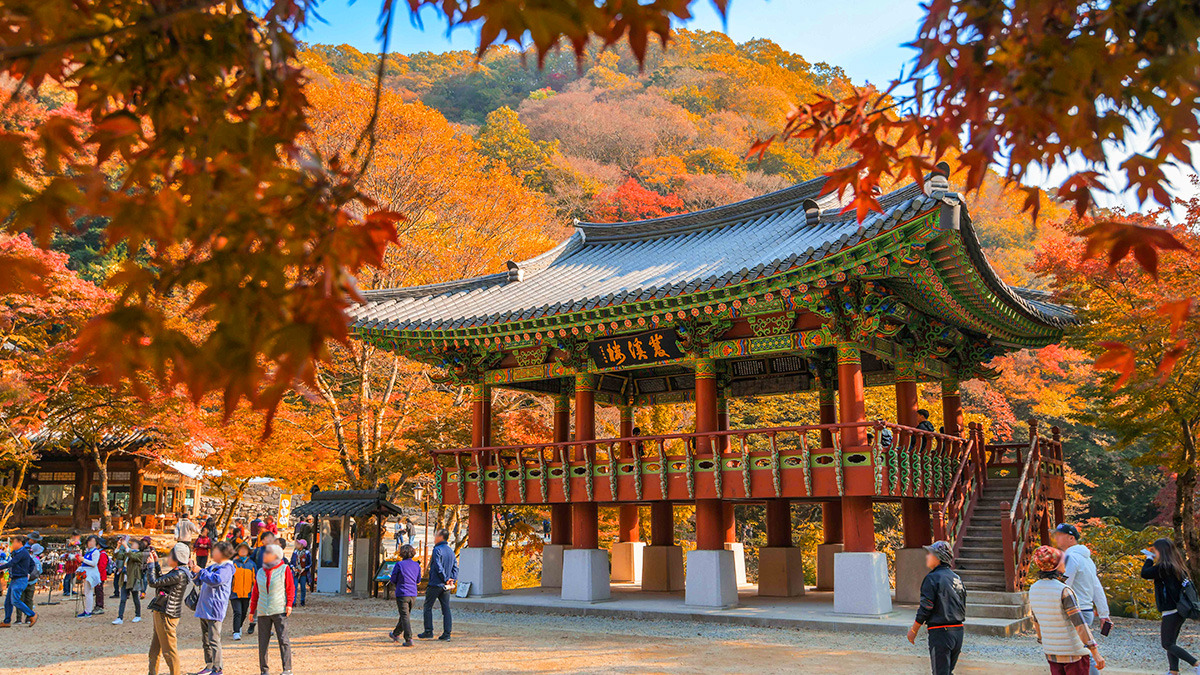 Jangseong Baekyangsa Temple autumn leaves7.jpg