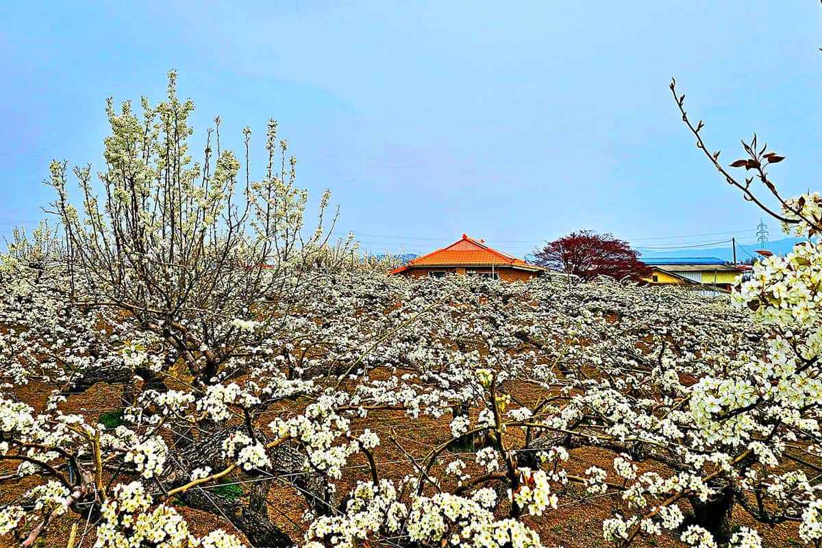 Cheonan-Wangjibong-Pear-Blossom-Road1.jpg