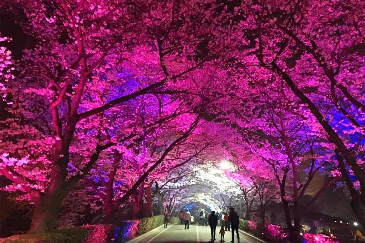 Gwangyang-Cherry-Blossom-Festival5.jpg