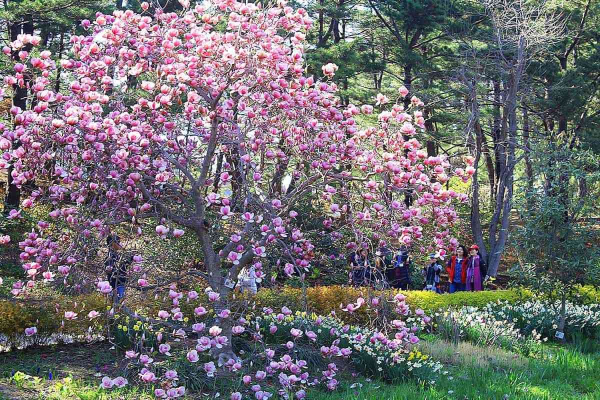 Taean-Cheonripo-Arboretum1.jpg
