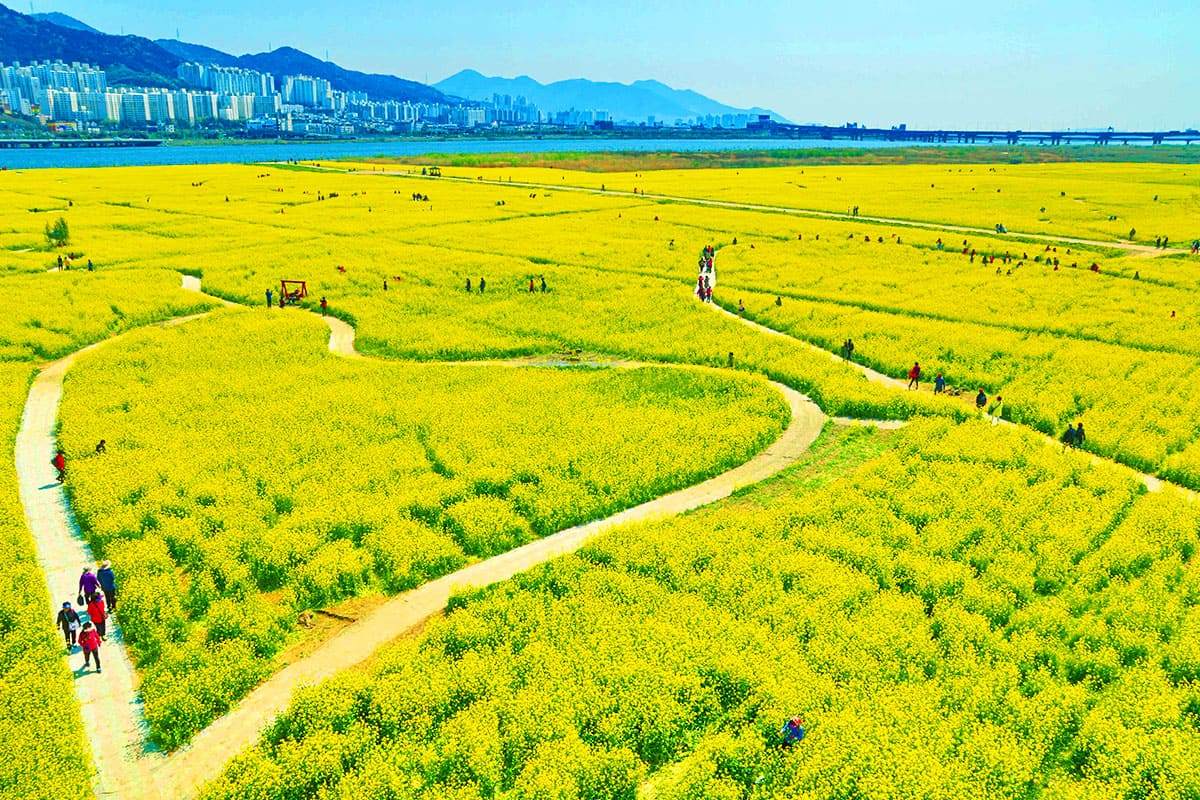 Busan-Spring-Flower-Land-0.jpg