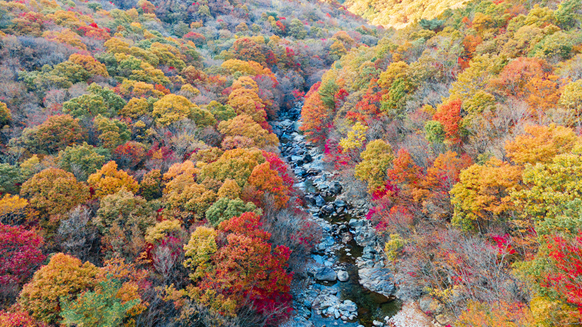 Gurye Piagol Autumn Foliage1.jpg