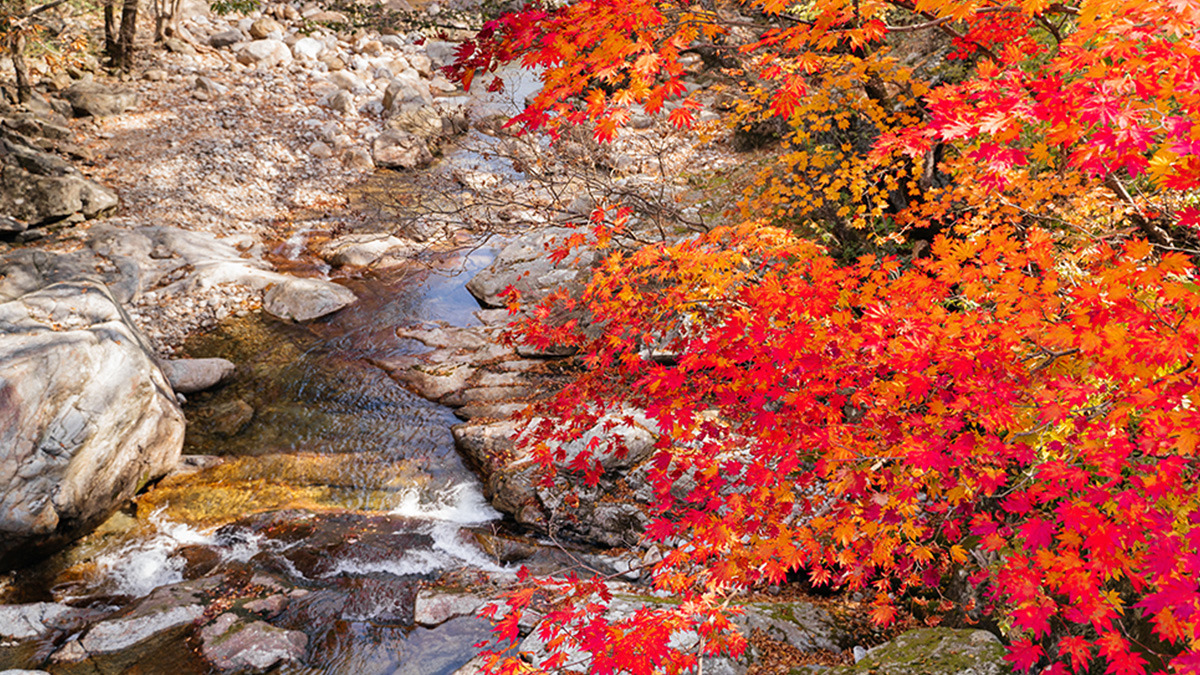 Gurye Piagol Autumn Foliage3.jpg