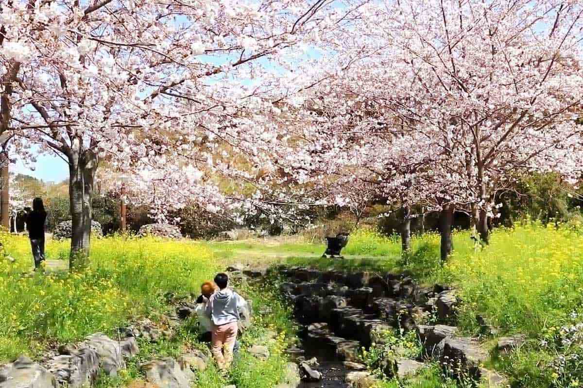Jeju-Cherry-Blossom-Trip-in-March-1.jpg