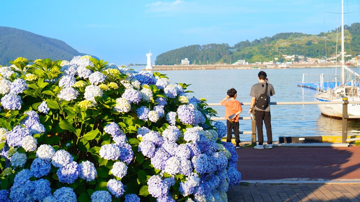 Geoje-Hydrangea-Famous-Place-2.jpg
