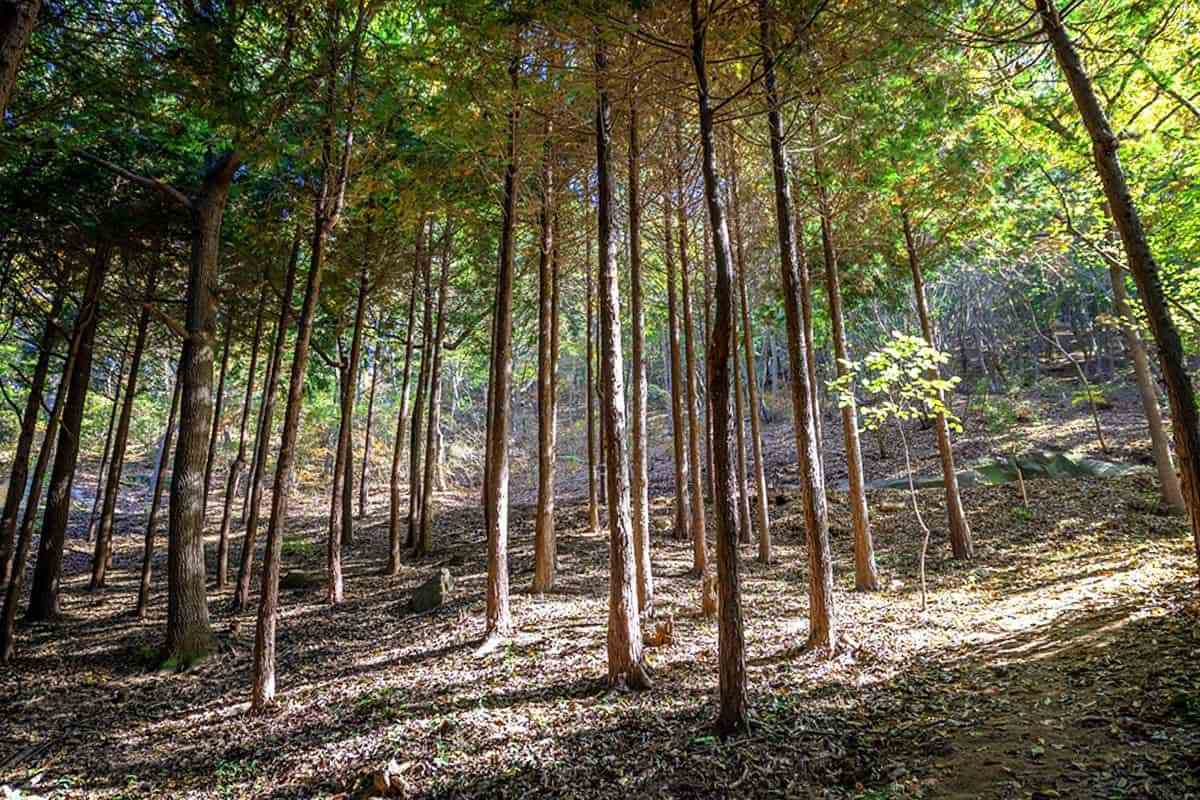 Yeonggwang-gun-Mulmusan-Happiness-Forest4.jpg