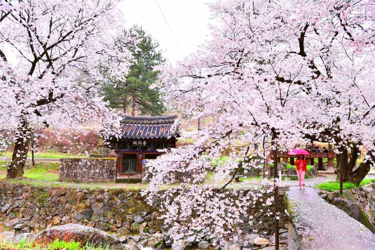 Geochang-spring-travel-destination2-1.jpg