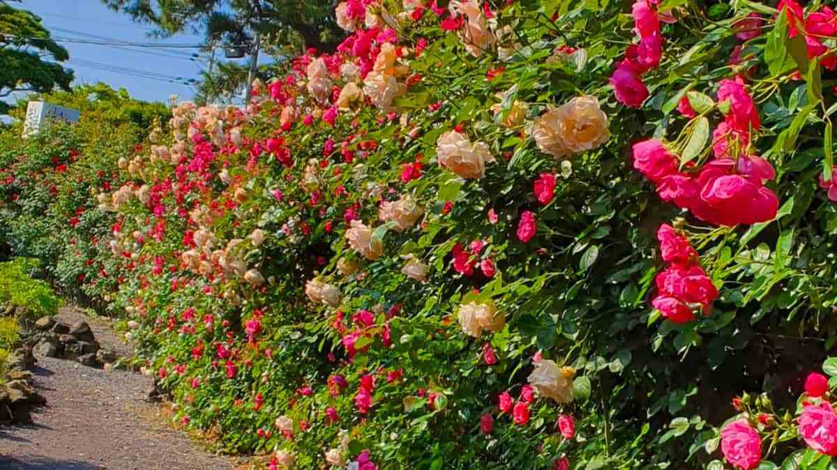 Jeju-Island-Rosa-Garden-1.jpg