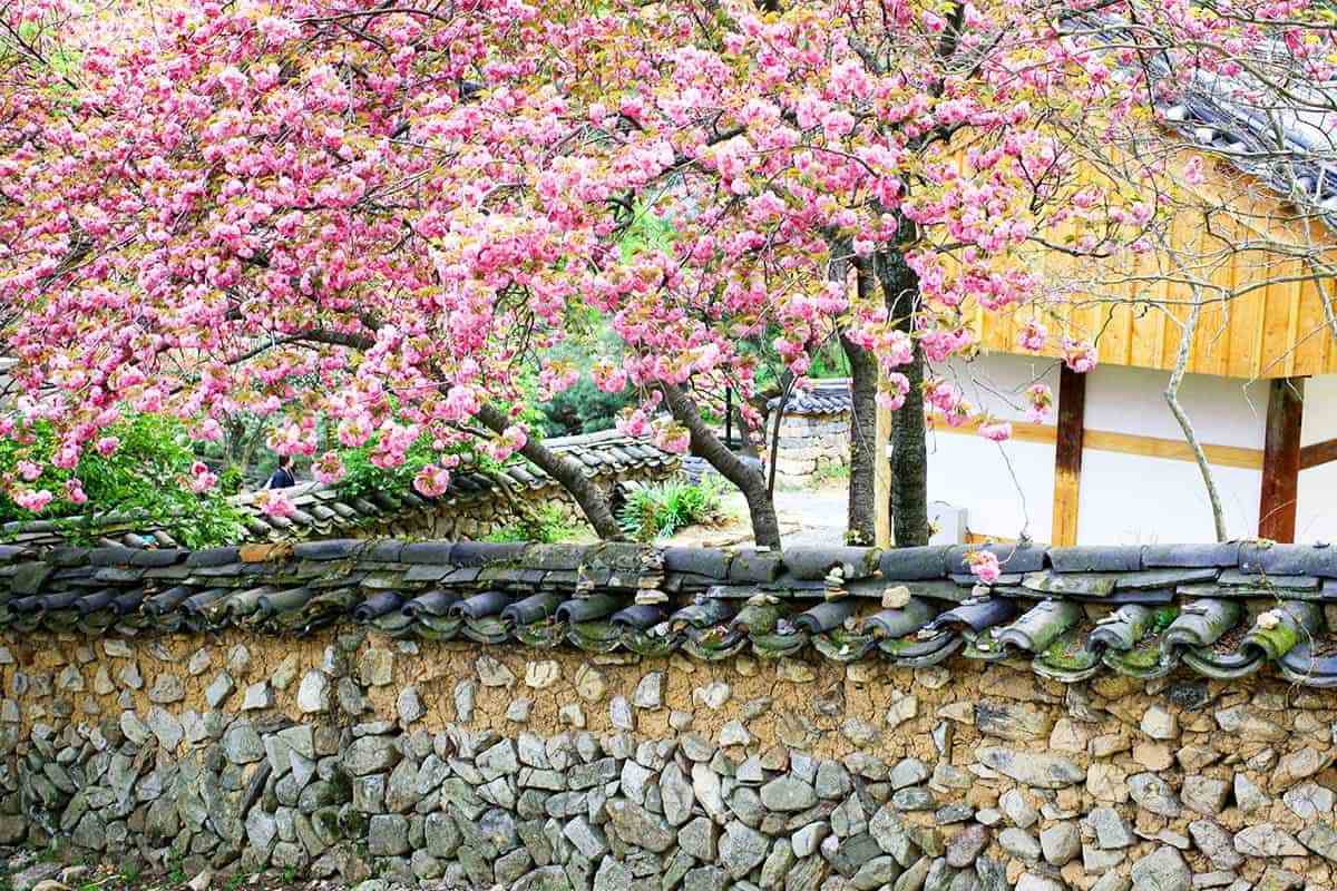 Suncheon-Spring-Travel-Destination1.jpg
