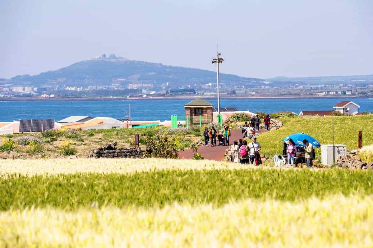 Jeju-Green-Barley-Festival2.jpg