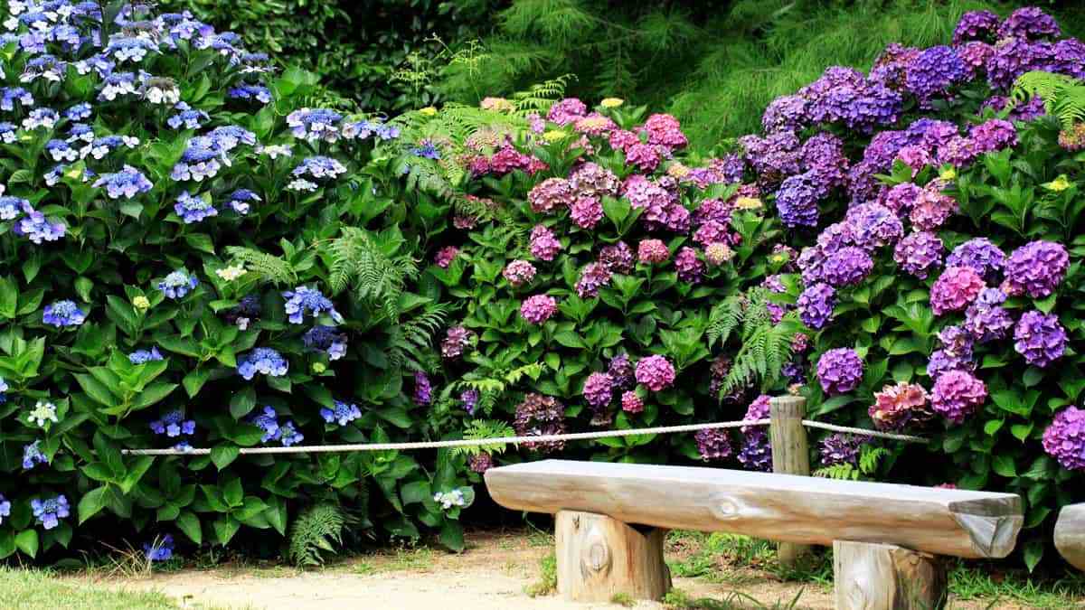Taean-Cheonliposu-Arboretum-Hydrangea-4.jpg