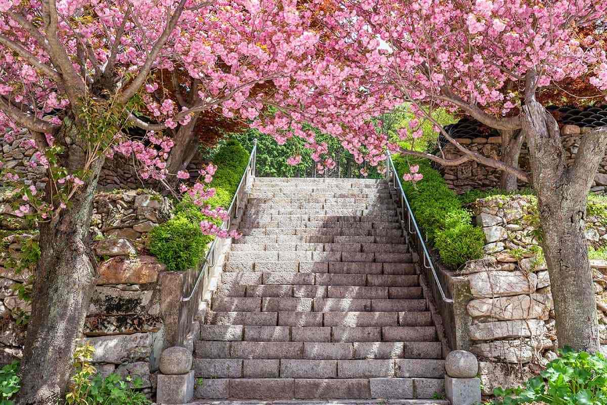Cheongryongsa-double-cherry-blossoms-4.jpg