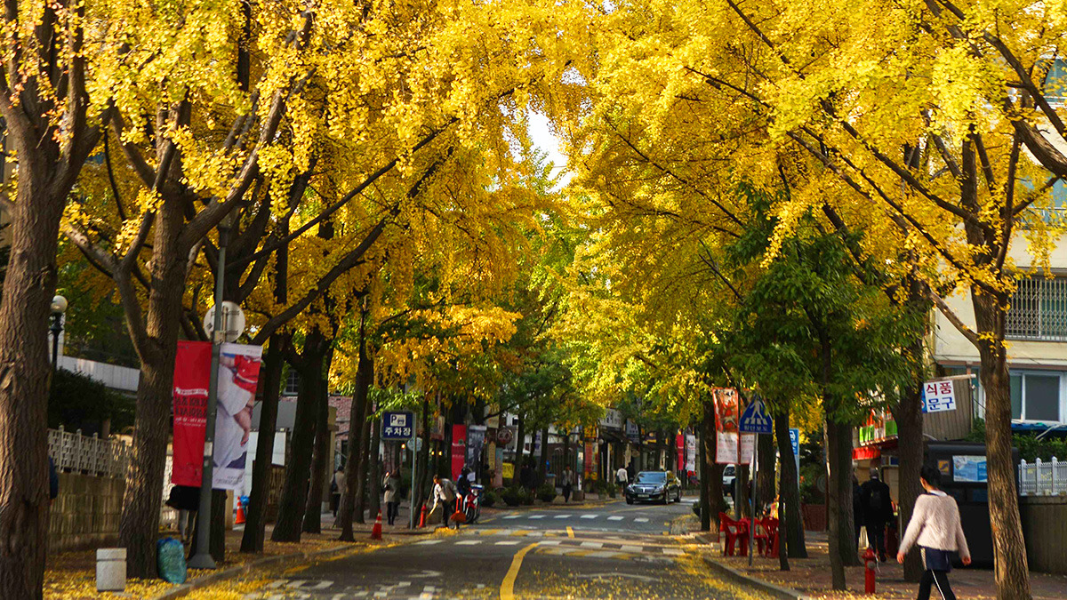 Autumn foliage on Deoksugung Stone Wall Road2.jpg