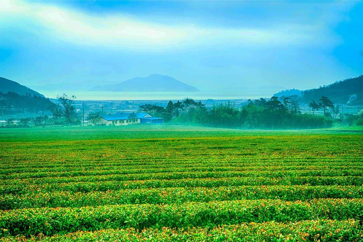 Daehan-Tea-Garden-5.jpg