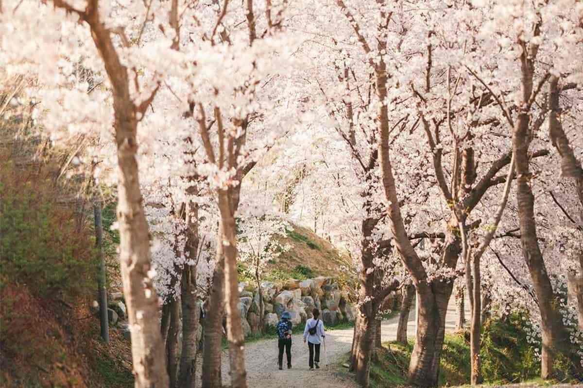 Jinju-Spring-Travel-Destination2.jpg
