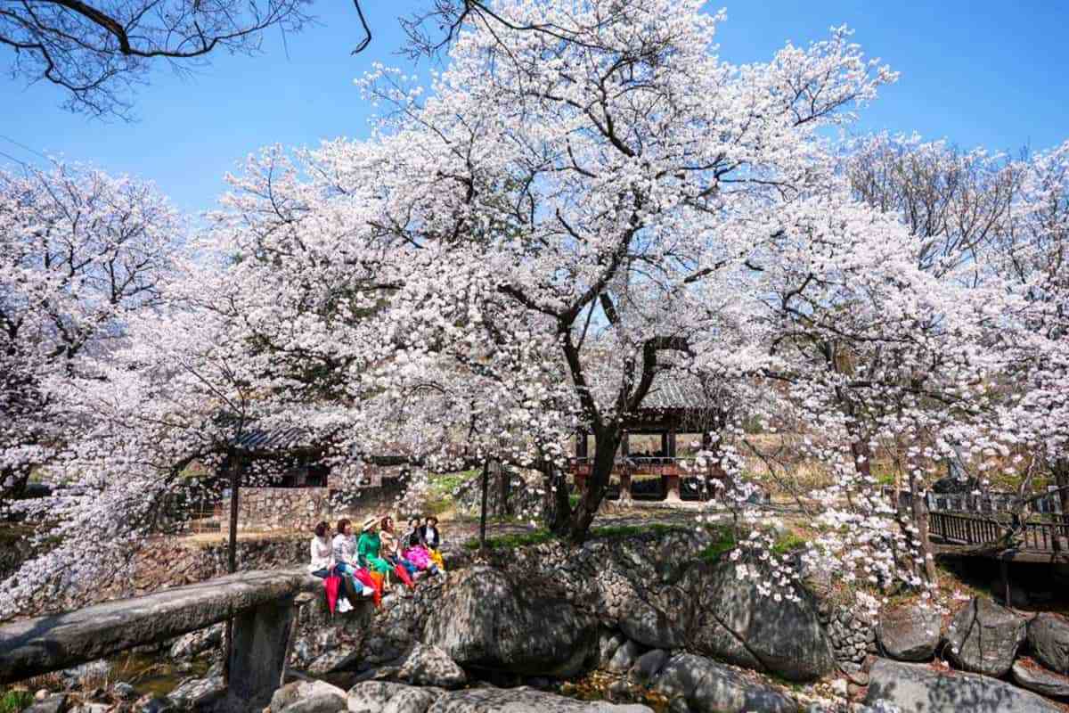 Geochang-spring-travel-destination1-1.jpg