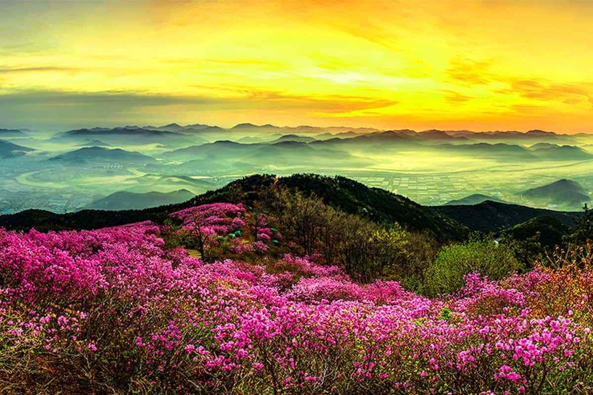 Miryang-free-flower-viewing-spot1.jpg