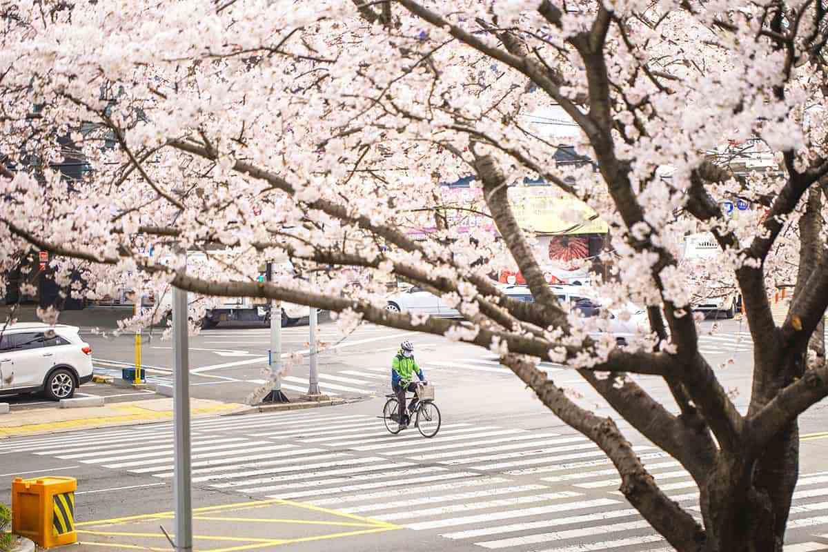 Busan-spring-travel-destinations6-1.jpg
