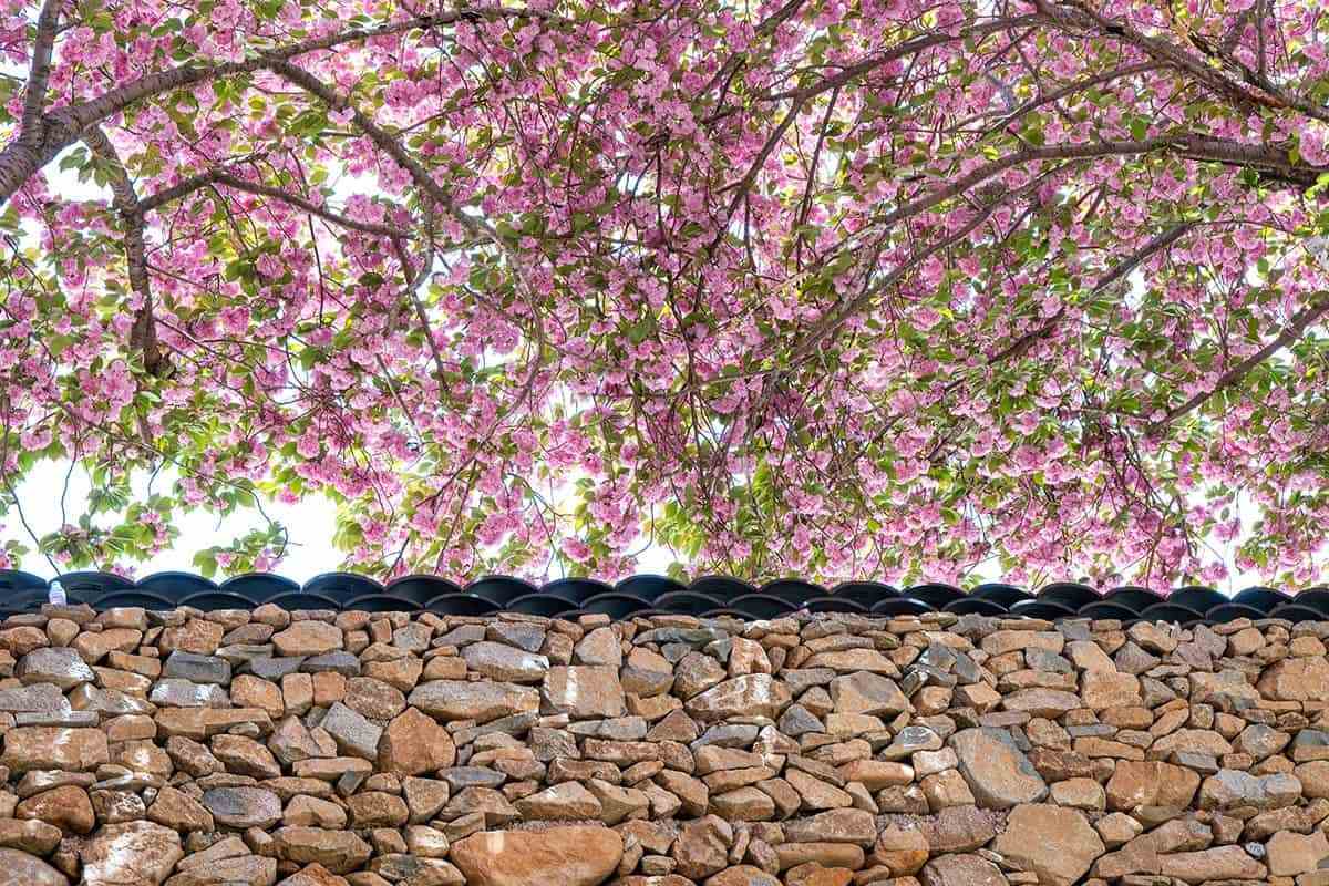 Cheongryongsa-double-cherry-blossoms-5.jpg