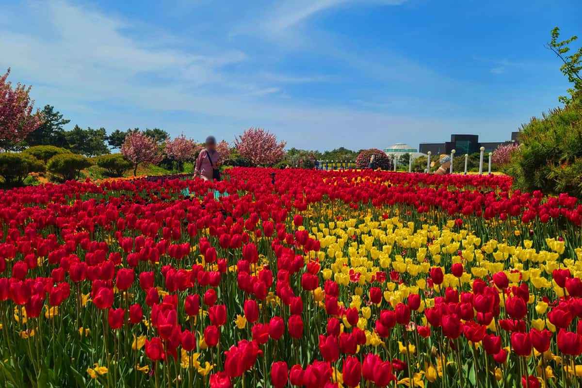 Taean-Tulip-Festival-4.jpg