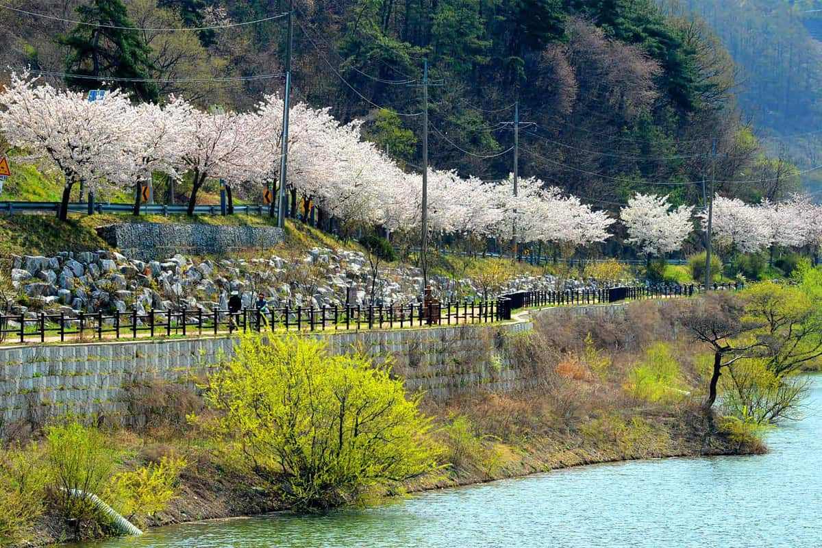 Spring-travel-destinations-in-Jeungpyeong-gun3.jpg