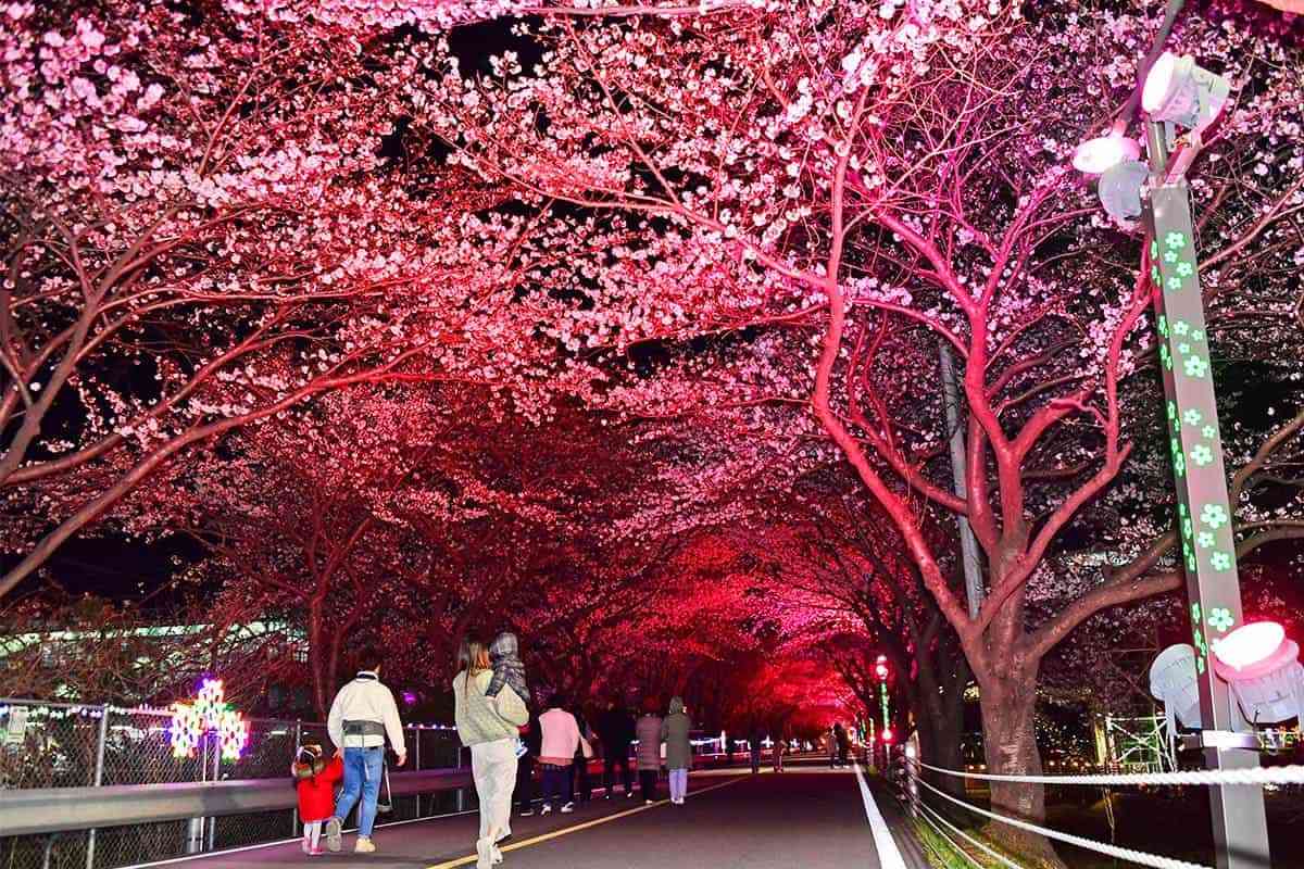 Yangsan-Cherry-Blossom-Festival1.jpg