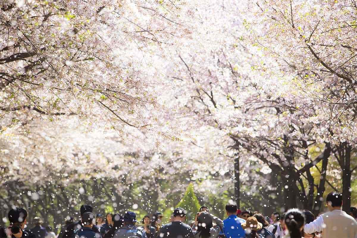 Seoul-Cherry-Blossom-Spots4.jpg