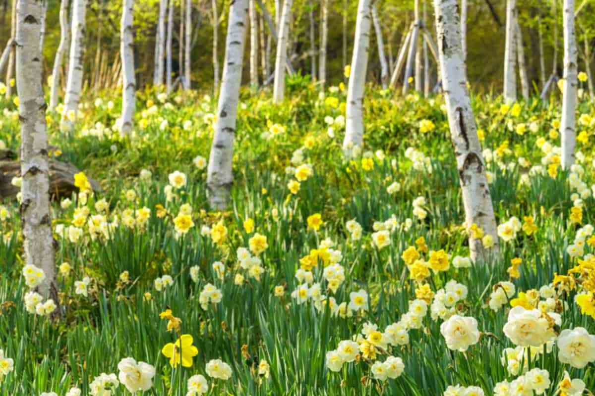 Hwadam-Forest-Daffodils2.jpg
